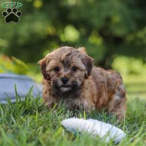 Teddy, Yorkie Poo Puppy